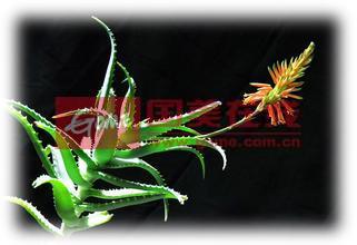 芦荟开花