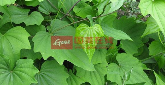 穿山龍的功效與作用