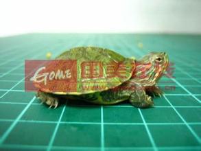 乌龟吃什么食物