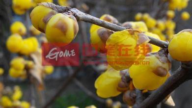 腊梅花的功效与作用
