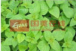 溪黃草