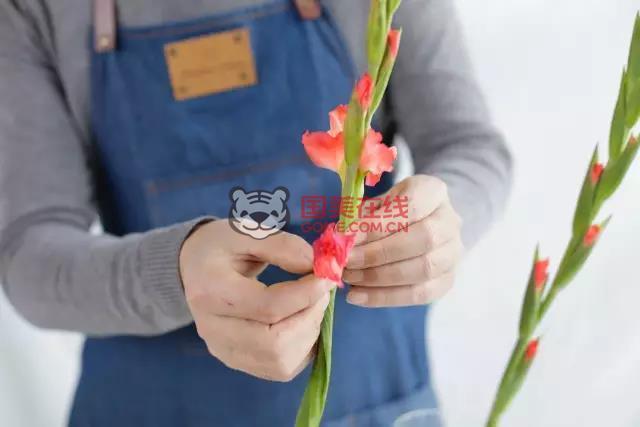 剑兰保存方法